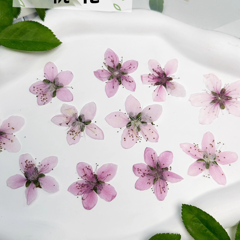 12 Buah, Bunga Persik Alami Bu - Case Fan ulasan dan harga